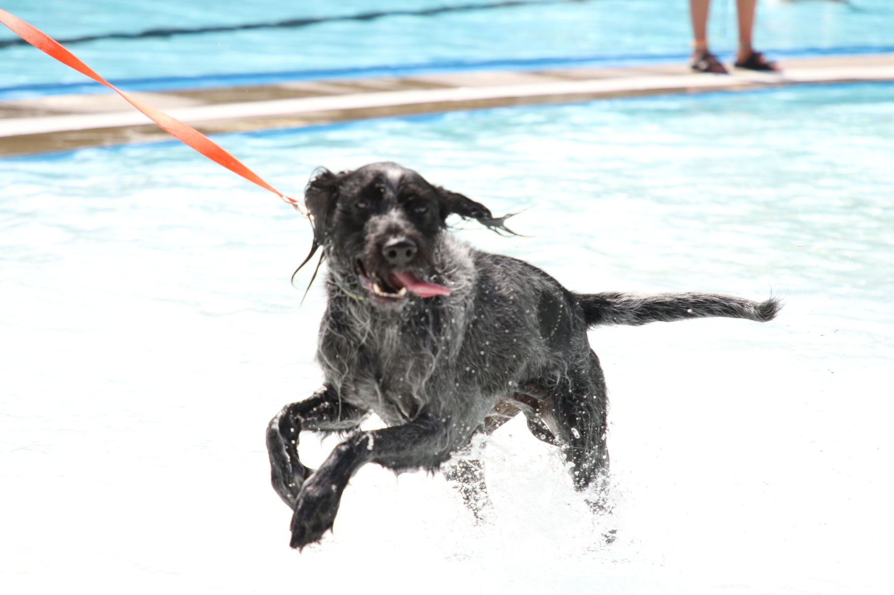 Dogs at the pool (4).JPG